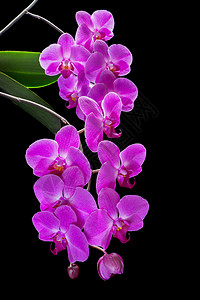 黑色背景的紫色兰花枝条工作室脆弱性红色活力植物花瓣粉色热带背景图片