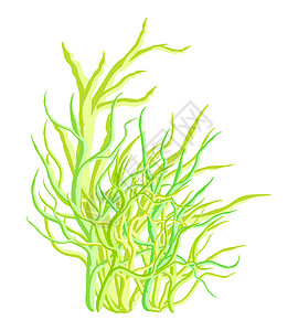珊瑚草藻类矢量符号图标设计 美丽的插图隔离海藻植物海洋野生动物杂草珊瑚卡片横幅卡通片水族馆插画