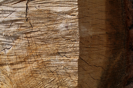 老橡树裂木高浮雕背景图片