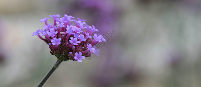 赫伯特赫布罗伯特安静的美人荒野草地叶子触角花朵昆虫花粉野生动物植物野花背景