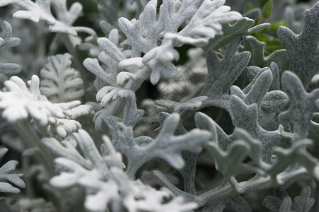 西米德兰兹雪纳拉瑞雅海滨 金色的银色海岸卷曲墙纸植物群季节花园天鹅绒灰尘植物植物学园艺背景