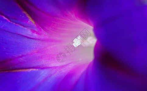 深处的光芒 蓝色花朵核心的轰动性宏观镜头背景图片