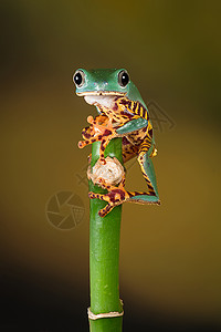 虎腿猴树蛙绿色的异国情调高清图片