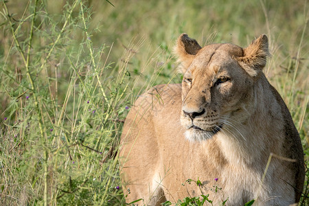 狮子站在高草地上做主哺乳动物猫科毛皮领导者食肉旅行动物园野生动物猎人大草原背景图片
