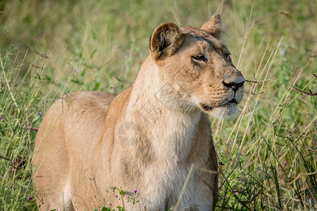 狮子站在高草地上做主丛林濒危捕食者毛皮力量荒野大草原豹属食肉旅行背景图片