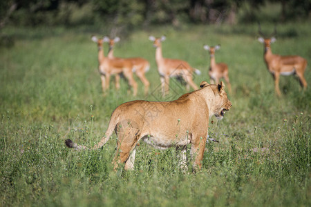狮子羚羊危险的非洲狮高清图片