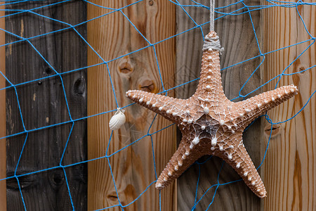 木纹素材网风化木板上海星和蓝网的海星背景设计与装饰木纹风化状况海滨木头橡木卡片小行星海洋动物背景