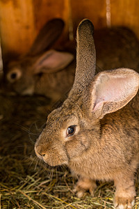 兔子兔爱好农业头发动物乡村哺乳动物喂养稻草耳朵毛皮背景图片