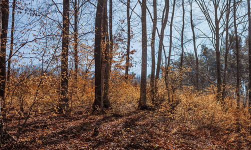 秋季森林蓝色公园空地天空植物学树木场景黄色树叶背景图片