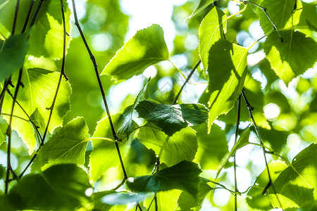 白树的绿叶桦木过滤森林叶子苦行者太阳环境生态生活植物背景图片