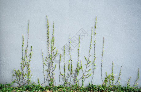 墙上的长春藤绿色生长灰色叶子院子花园框架植物高清图片