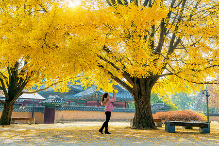 女人在秋天的庆博中拍张照片叶子阳光背景图片