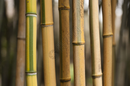 黄竹和绿条纹竹背景图片