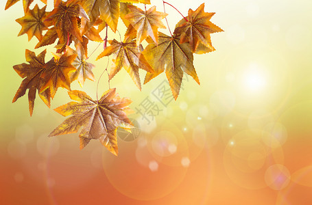 秋叶背景树叶晴天红色广告季节橙子叶子日落太阳阳光背景图片