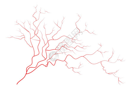 眼睛静脉人类红色血管血液系统 在白色背景上孤立的矢量图插图墙纸医疗解剖学药品动脉背景图片
