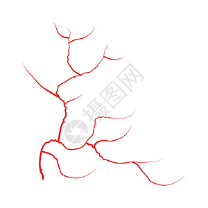 眼睛静脉人类红色血管血液系统 在白色背景上孤立的矢量图药品解剖学医疗动脉墙纸插图背景图片