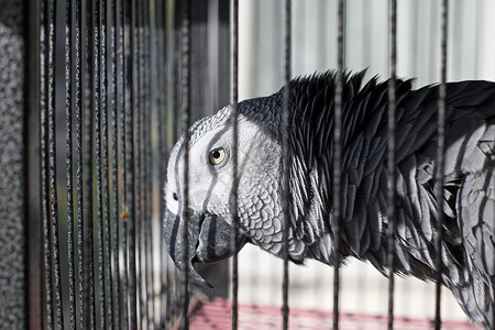 笼子里的非洲灰鹦鹉荒野金属宠物野生动物动物鹦鹉灰色朋友背景图片