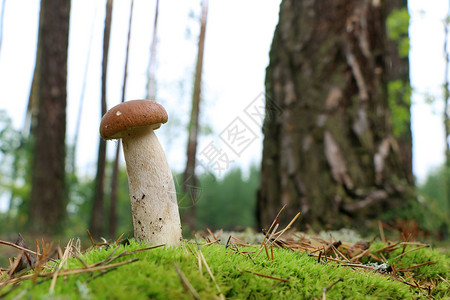 长长的白真菌在苔中生长高清图片