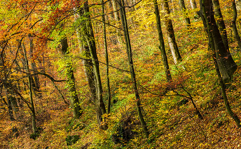 金树叶中美丽的森林背景 美林背景气氛植物林地公园环境风景编队叶子血统倒台背景图片