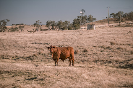 奶牛和全国的风车农场场地天空乡村白色奶制品家畜兽头牧场农业背景图片