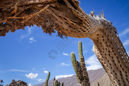 阿根廷沙漠中的干巨型仙人掌热带倒钩植物植物群脊柱蓝色环境全球太阳旅游背景图片