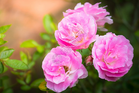 花园里的玫瑰花植物群情人树叶日光玫瑰绿色花瓣粉色背景图片