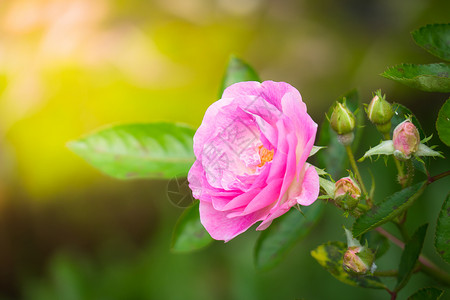 花园里的玫瑰花情人树叶植物群玫瑰粉色绿色日光花瓣背景图片