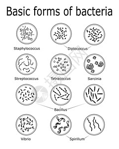 基本细菌形式;背景图片