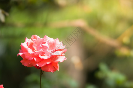 花园里的玫瑰花粉色玫瑰植物群情人树叶绿色花瓣日光背景图片