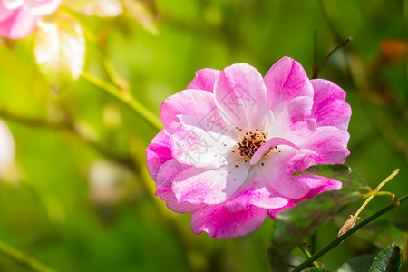 花园里的玫瑰花树叶绿色花瓣植物群粉色玫瑰日光情人背景图片