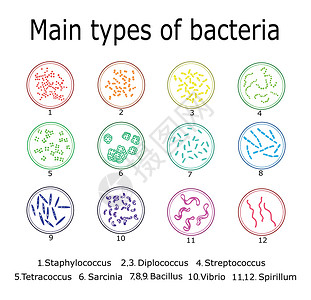细菌的主要类型背景图片