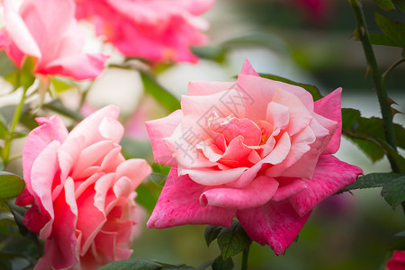 花园里的玫瑰花植物群花瓣日光绿色粉色玫瑰情人树叶背景图片