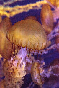 太平洋海网 称为触手芡实海洋盐水海蜇水族馆背景图片