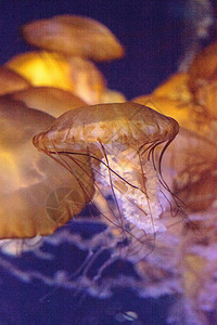 太平洋海网 称为水族馆海洋触手盐水芡实海蜇背景图片