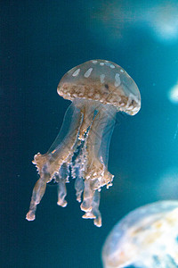 金色果冻海蜇生活水族馆蓝色海洋漂浮点状触手野生动物异国背景图片