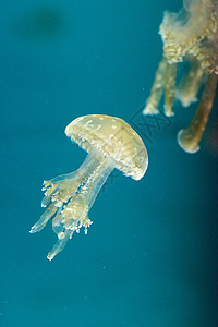 金色果冻生物海蜇触手蓝色潜水异国情调漂浮水族馆点状背景图片