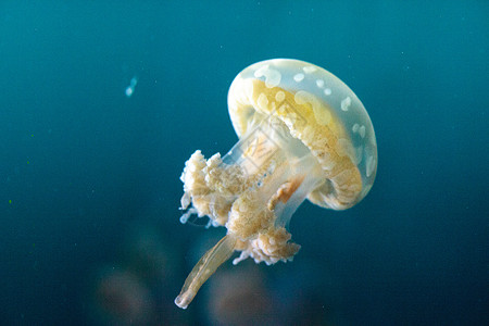 金色果冻游泳海洋潜水水族馆情调野生动物蓝色漂浮触手危险背景图片