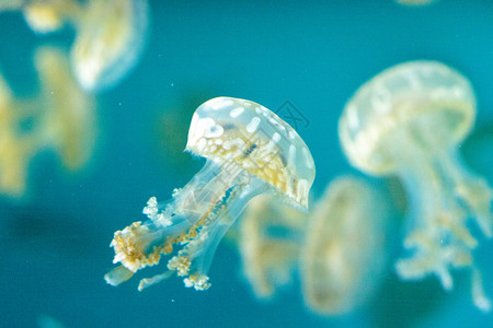 金色果冻潜水蓝色异国生活生物点状漂浮水族馆野生动物危险背景图片