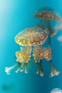 金色果冻潜水水族馆海蜇情调漂浮游泳危险触手生物野生动物背景图片