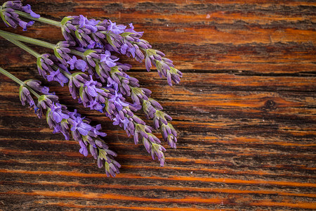 一群熏衣草花香料花束紫色药品植物叶子枝条草本植物草本背景图片