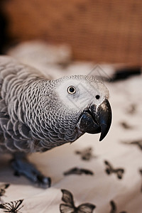 非洲灰鹦鹉荒野鹦鹉动物宠物背景图片