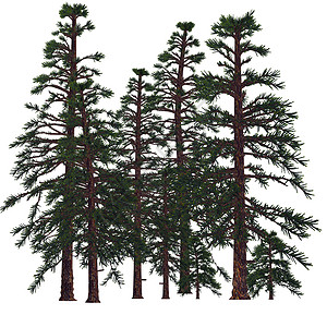 三叠纪南洋杉树独自的高清图片