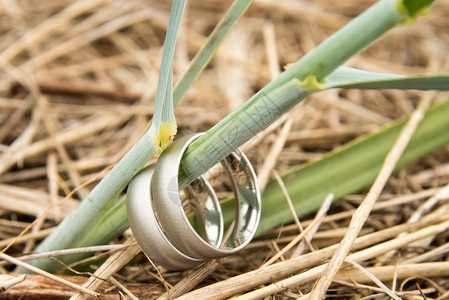 草戒指一对白金结婚戒指的景象金子植物婚姻运气隐藏珠宝婚礼订婚金属稻草背景