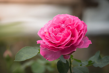 开花的玫瑰花园里的玫瑰花植物群玫瑰情人花瓣绿色粉色树叶日光背景
