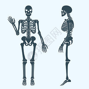 骨骼矢量人体骨骼骨架轮廓矢量 人体解剖学颅骨男性骨盆脊柱生物胸骨手指生物学胸部腓骨设计图片