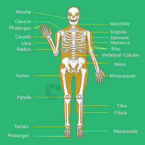 身体图解的人类骨骼图解医学教育生物学图 矢量插图设计图片