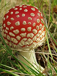 蘑菇太阳白色高清图片