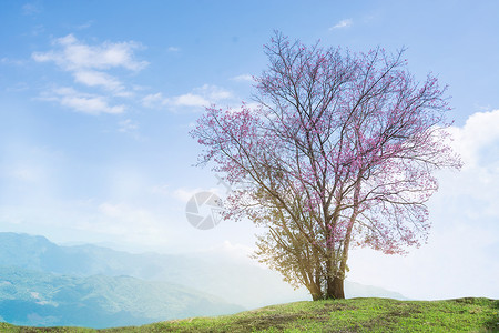 喜马拉雅大喜马拉雅樱桃树在山丘上独一的图片 油画背景图片