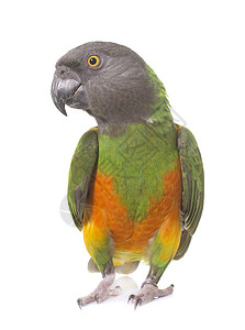 演播室的塞内加尔鹦鹉动物羽毛绿色宠物工作室背景图片