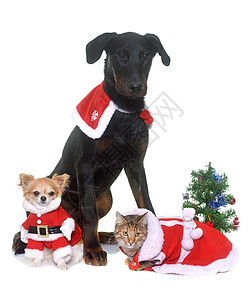 猫 狗和圣诞节猫科帽子工作室虎斑小狗动物奇装异服黑色牧羊犬背景图片